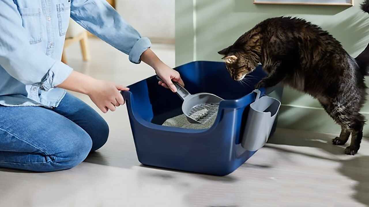 Cleaning the litter box