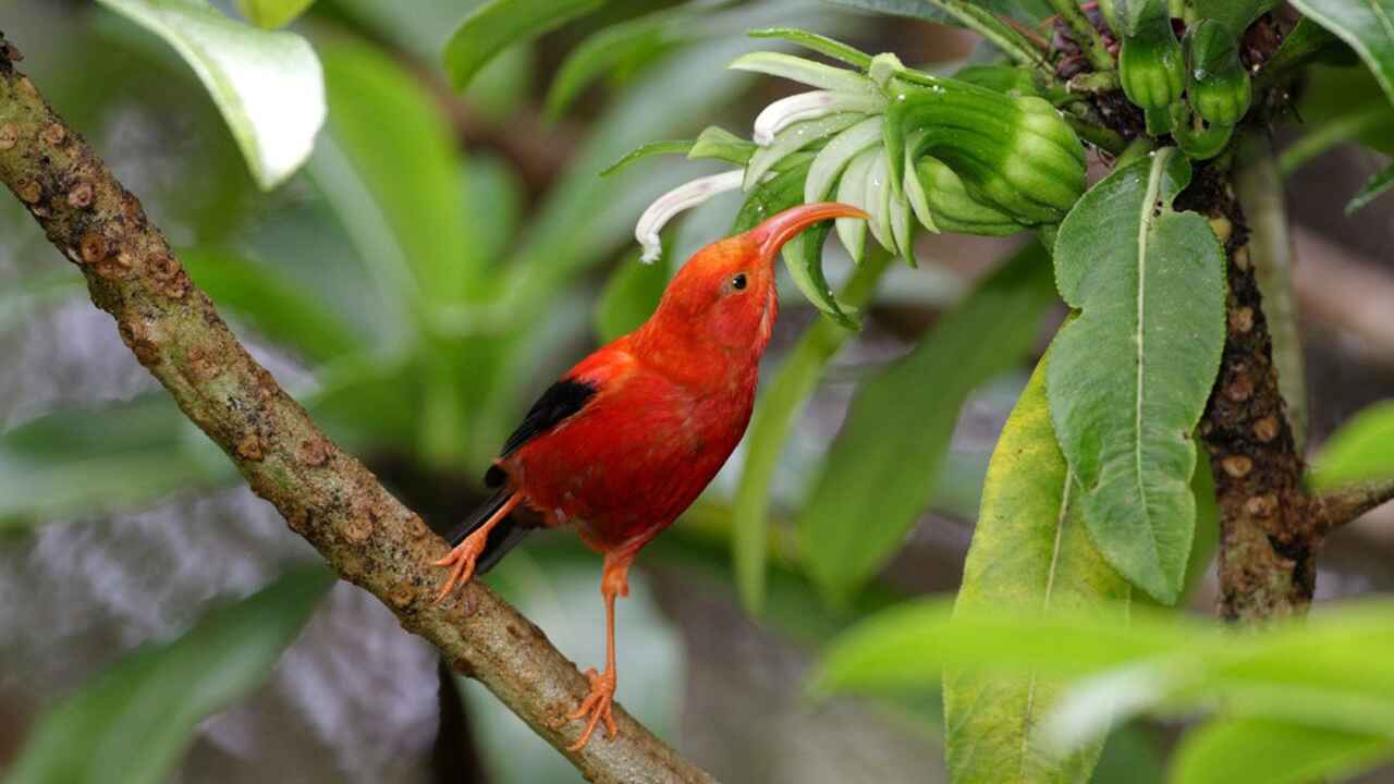 Hawaiian bird
