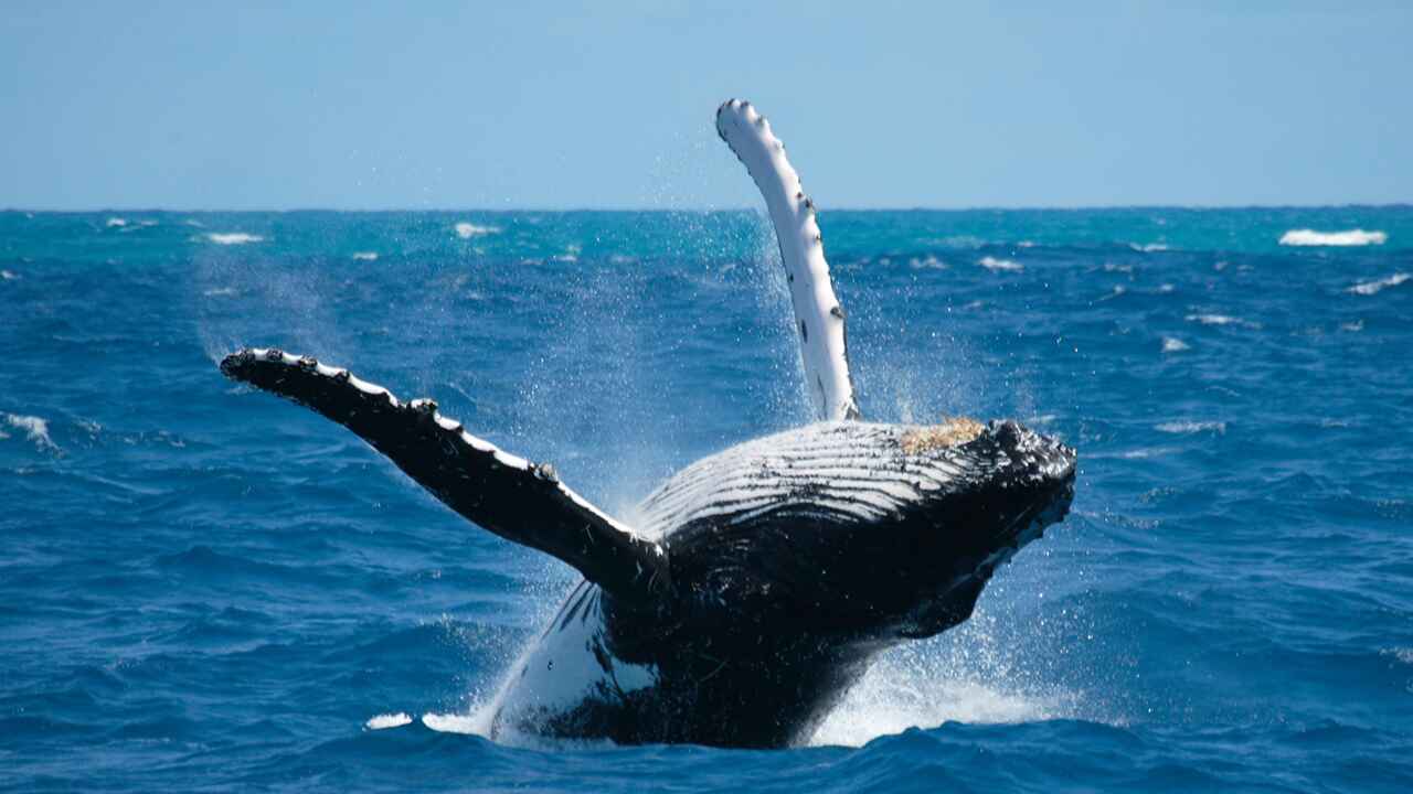 Hawaiian humpback whales