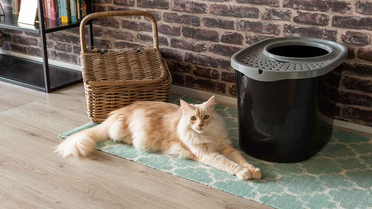 Fluffy cat next to litter box