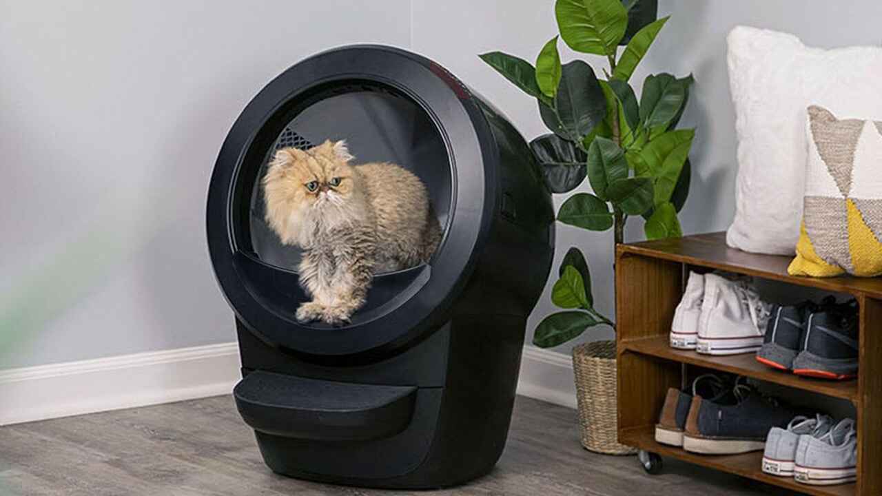 Beautiful cat in automatic litter box