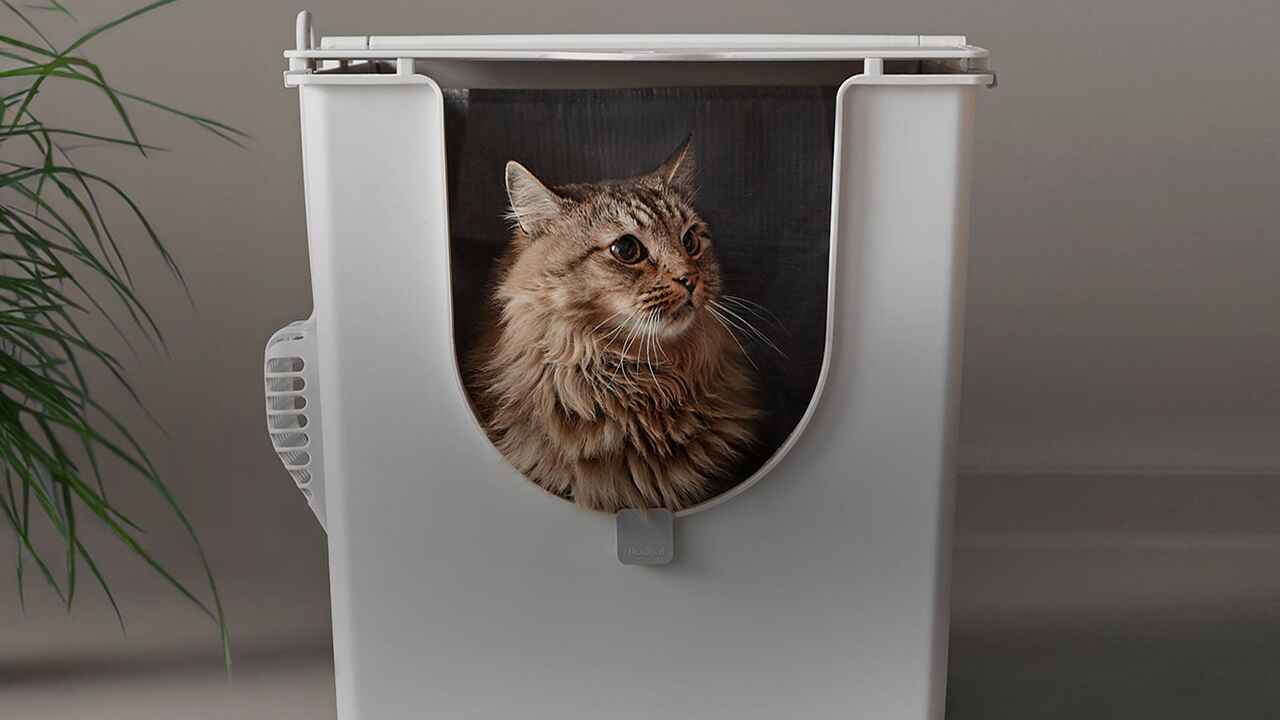 Brown cat