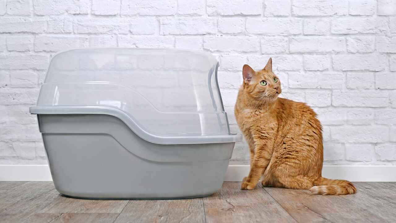 Yellow cat next to a covered litter box