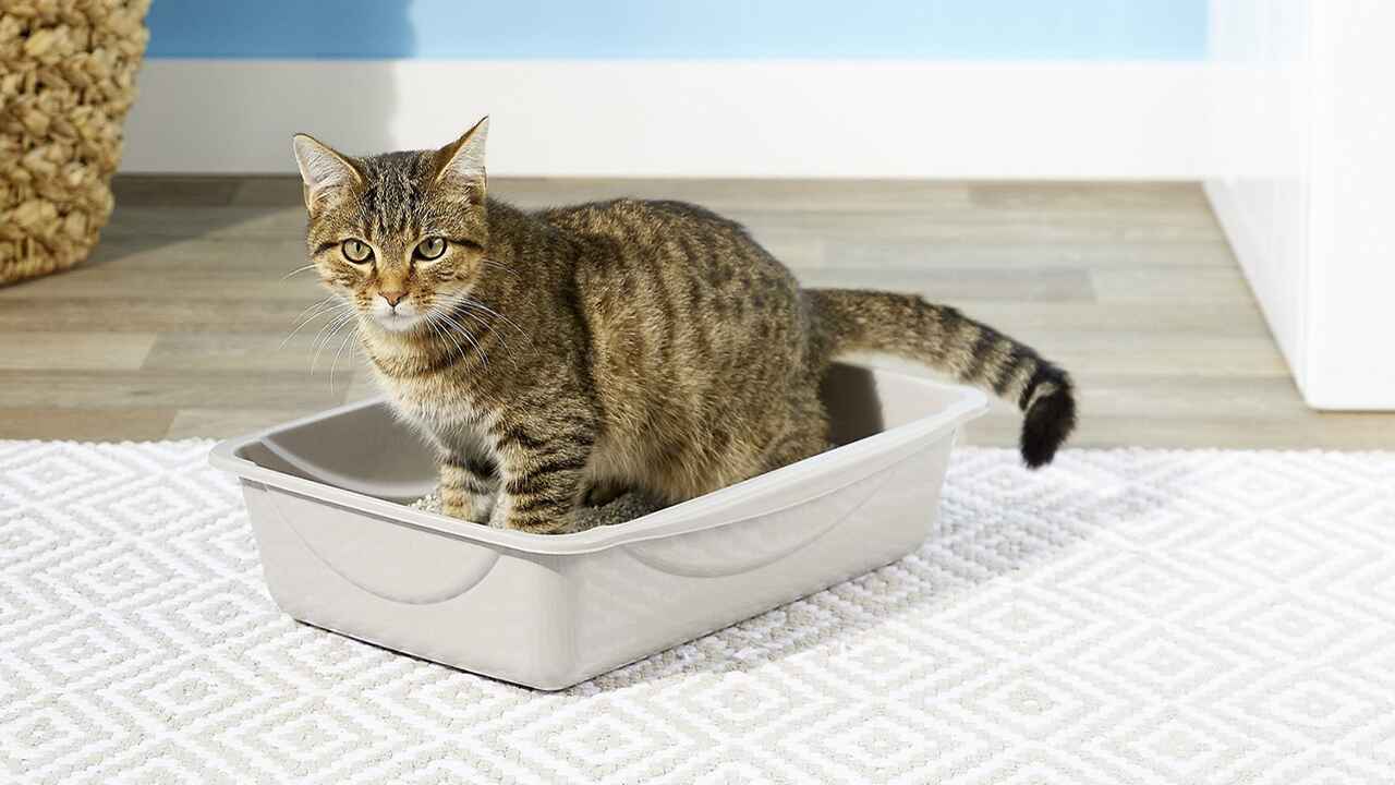 Colorful cat in litter box