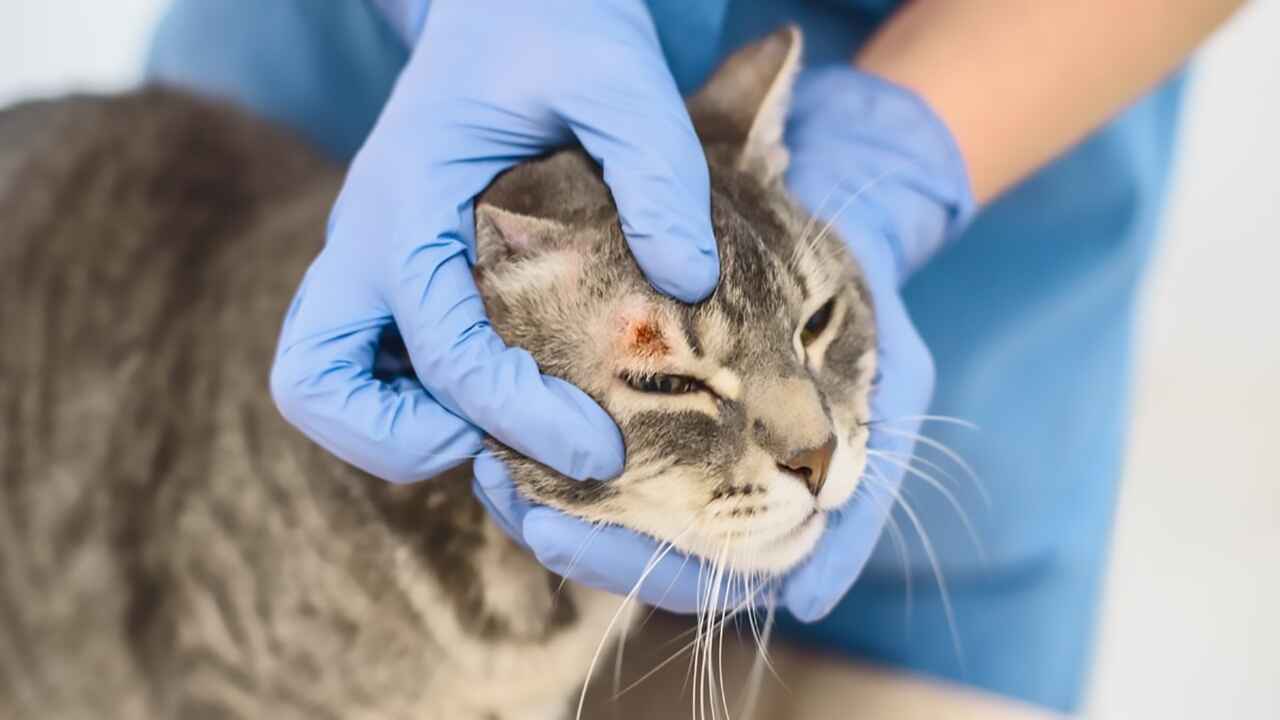 Ringworm disease in cats
