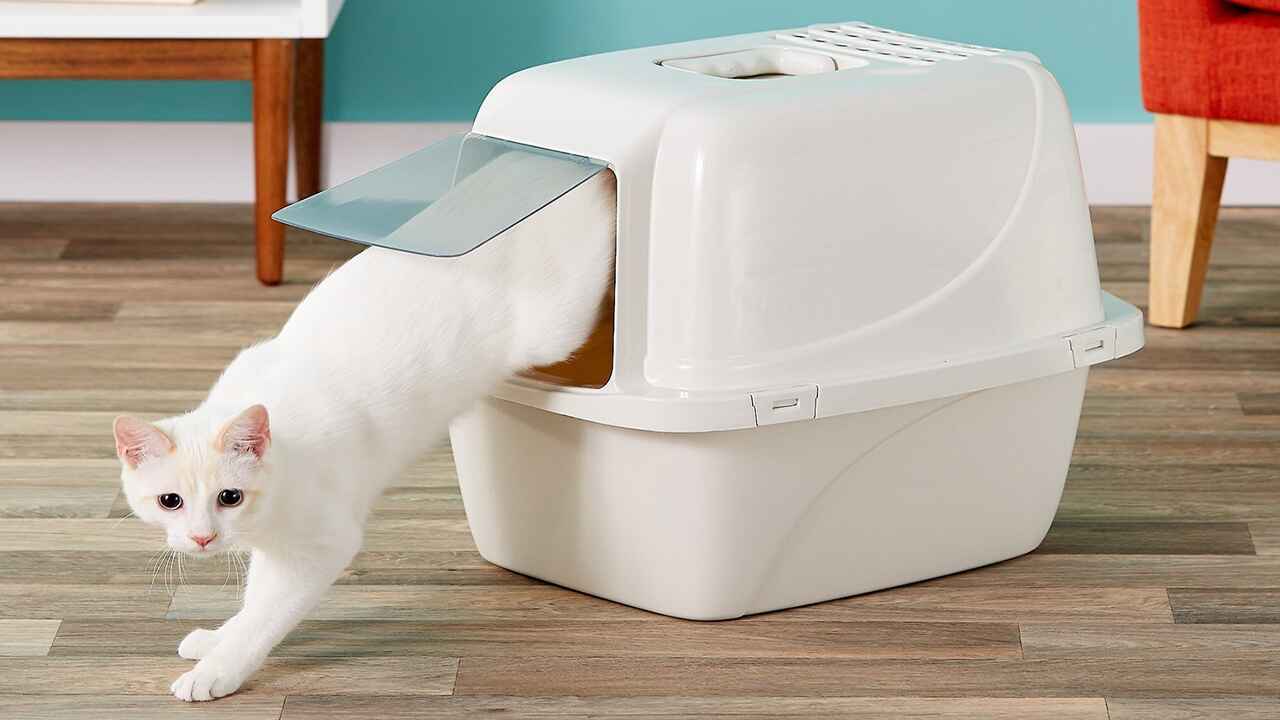 White cat in litter box